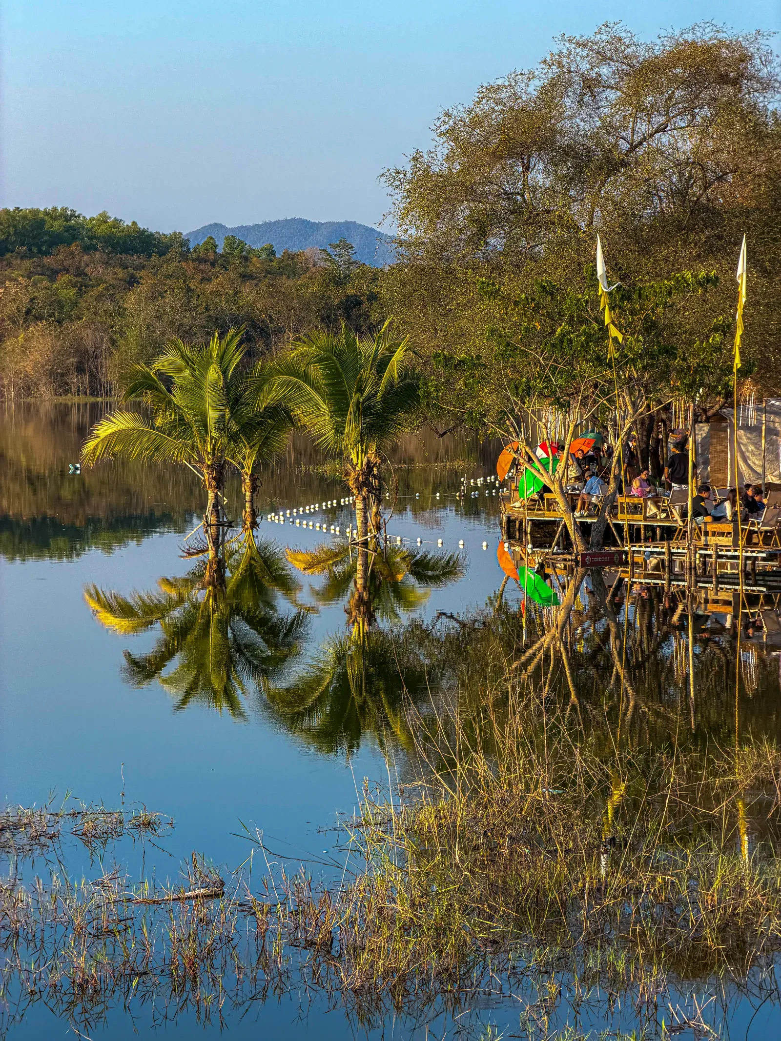Palms reflected in still water near Chiang Mai